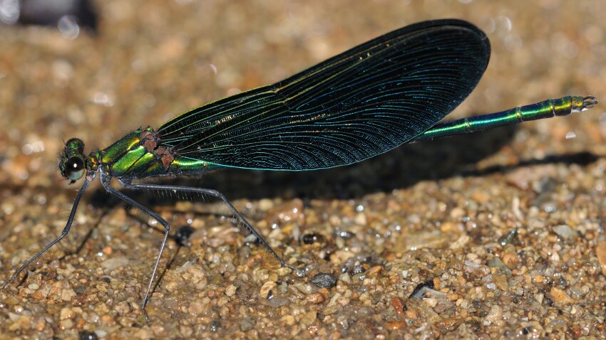 포켓몬에서 직관성 개나 줘버린 타입_9.png