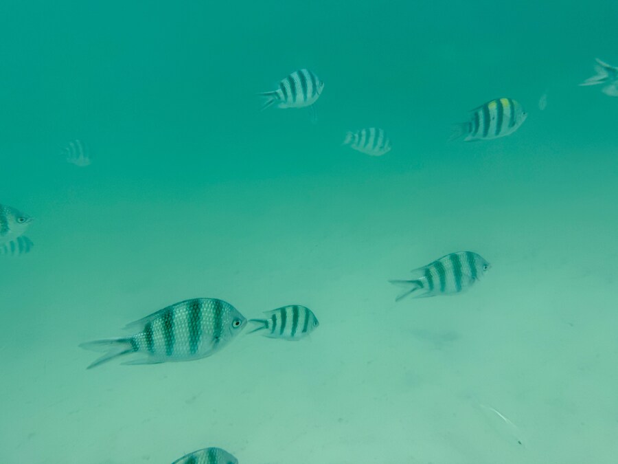 7박8일 베트남 나짱 먹부림_3_2.jpg