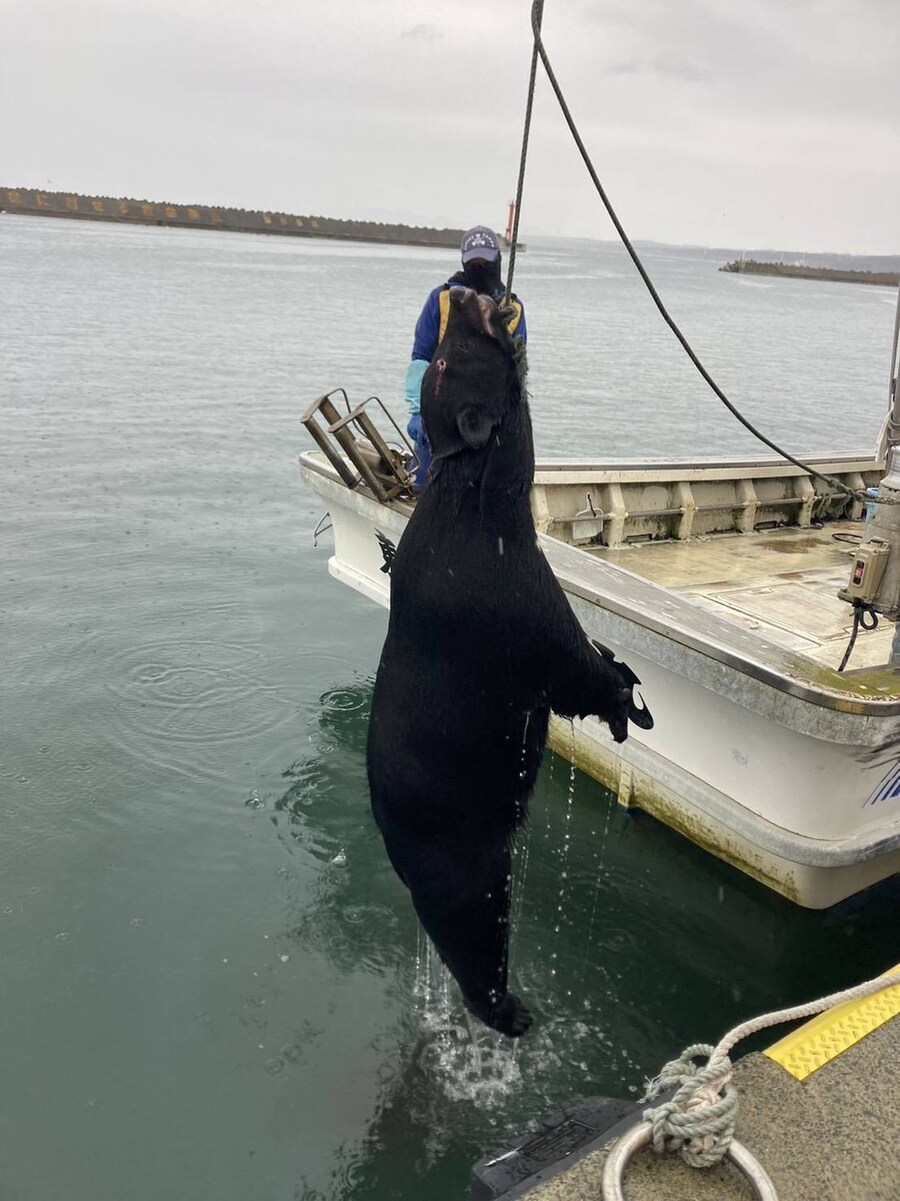 요즘 부쩍 늘어나고 있다는 일본의 곰_2.jpg