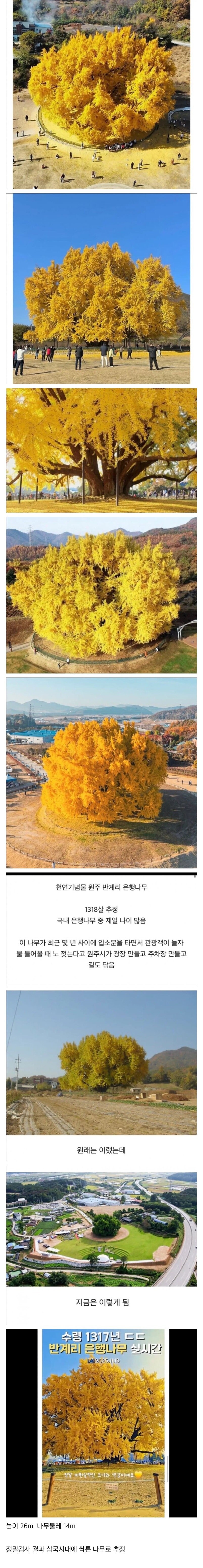 나무 하나로 관광객 유치한다는 원주시_1.jpg