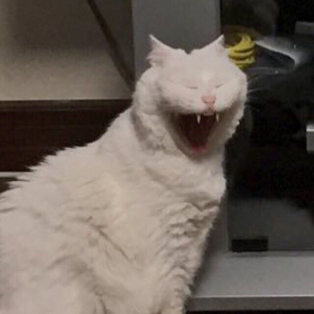 디레지에 유출?된거 보니깐..._1.jpg