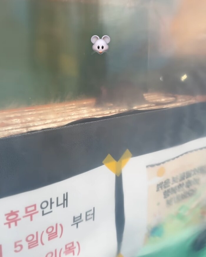 [혐주의] 서울 쥐 근황.gif_1.jpg