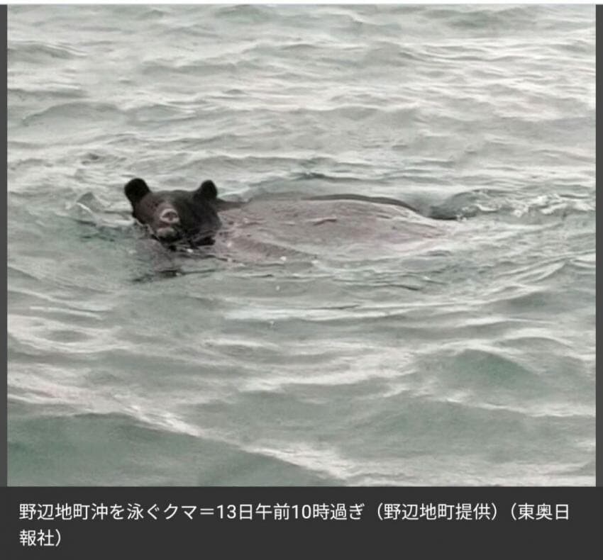 곰 때문에 지옥도가 펼쳐진 일본 근황_3.jpg