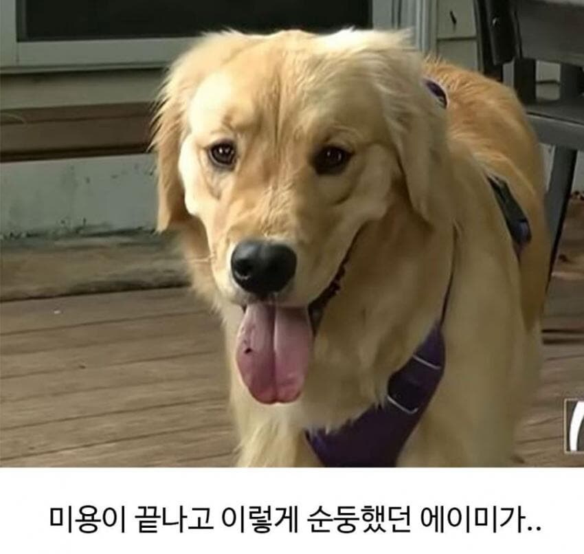 미용실다녀와서 표독해진 골댕이_2.png