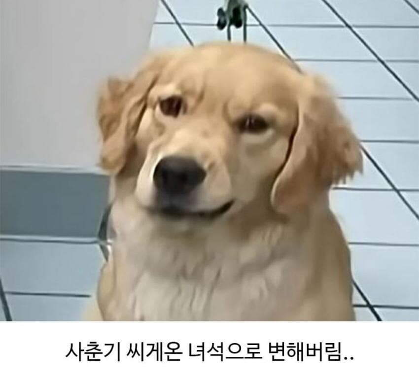 미용실다녀와서 표독해진 골댕이_3.png