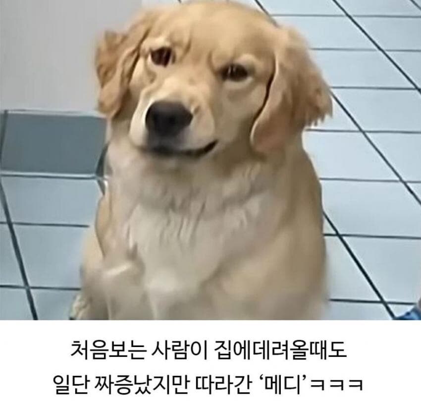 미용실다녀와서 표독해진 골댕이_8.png