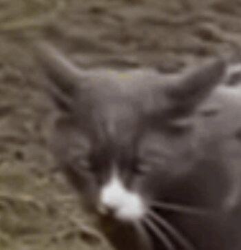 고양이에게 턱시도 입혀 주는 개_1.jpg