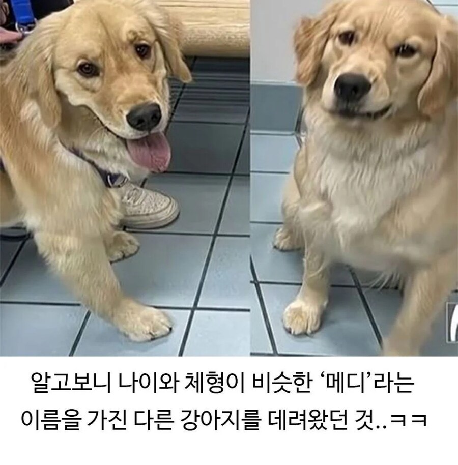 미용실 다녀온 골댕이가 표독해진 이유_7.jpg