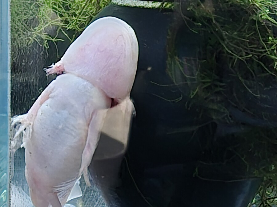 수조)추진력을 모으는 자세의 럼프_1.jpg