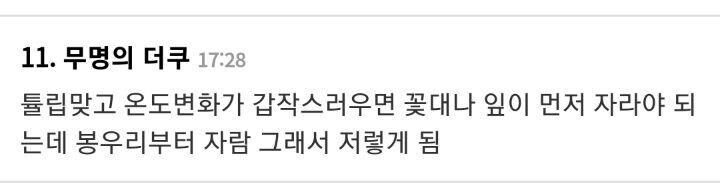 얘들아 내가 키우는 튤립이 무서워_2.jpg