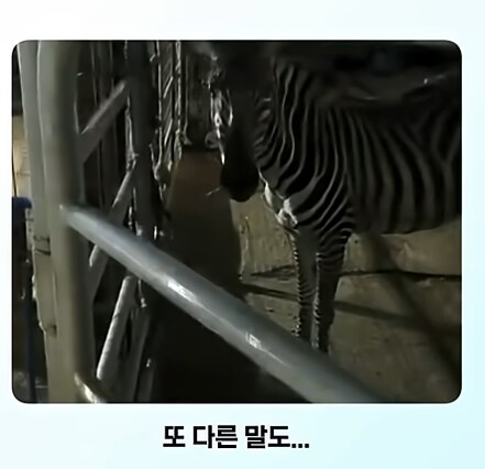 말이 얼룩말을 만나면 보이는 반응_4.png