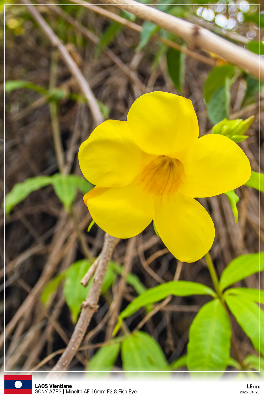 [LAOS] 4월의 라오스 비엔티안 Part VII_14.jpg