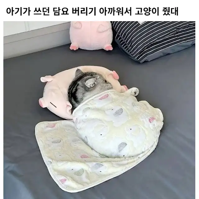 아기가 쓰던 담요를 고양이 한테 물려줬더니_1.webp