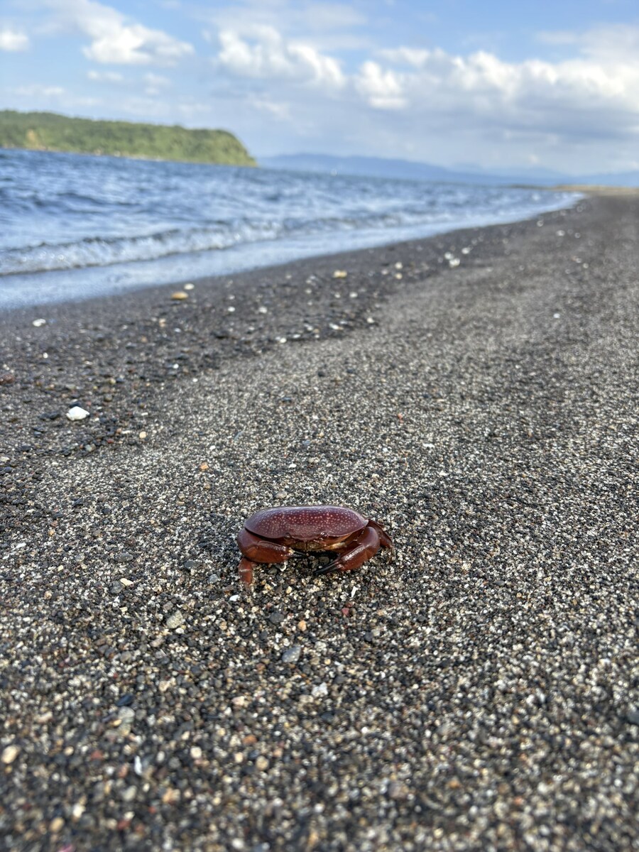 바다에서 만난 귀여운 조개인줄 알았는데_1.jpg