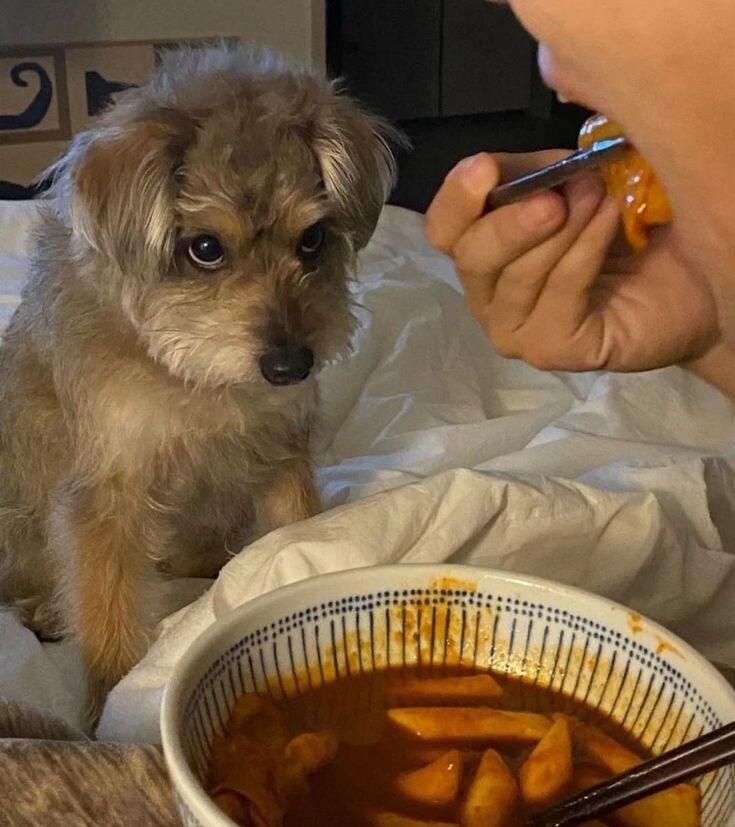 개한테 매운것좀 먹인다고 죽기라도 해?_1.jpg