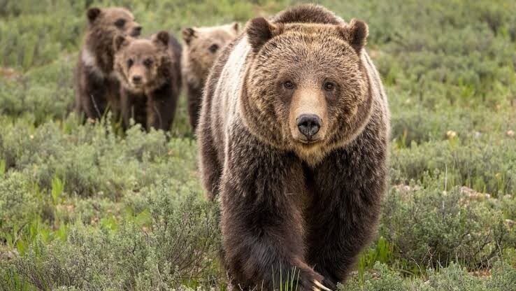 [캐나다] 곰이 등산중인 교실 습격해 11명 부상.jpg_1.jpg