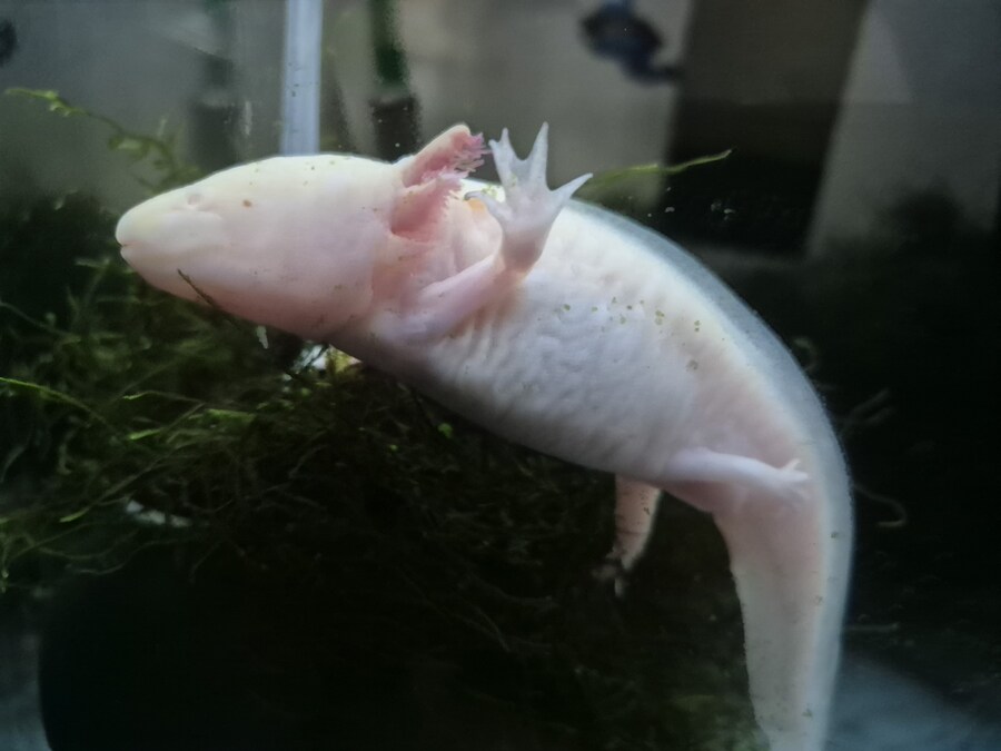 수조)활동 시작하는 럼프_1.jpg