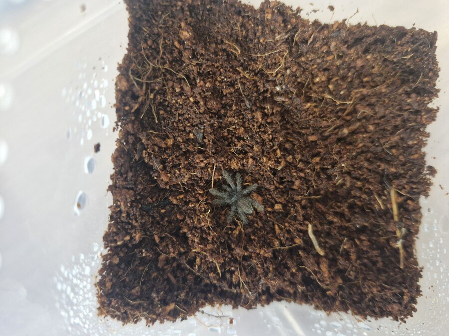 혐)거미의 독에 대한 오해_9.jpg