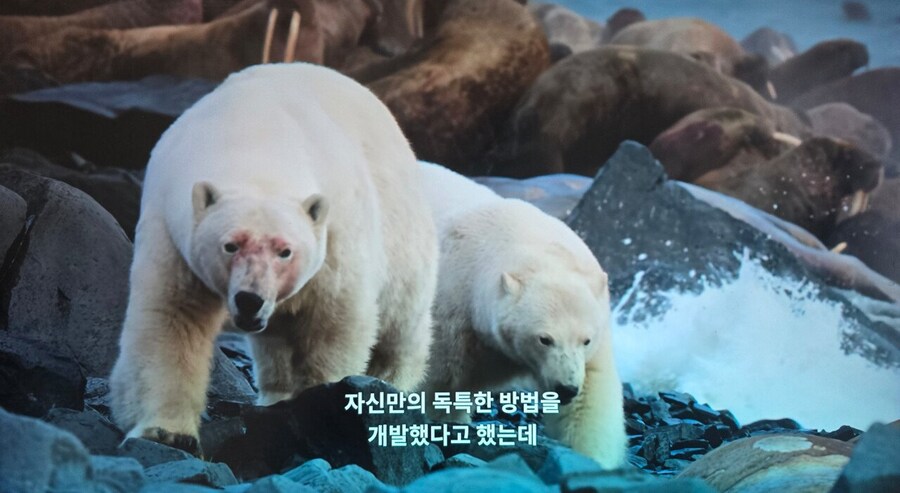 북극곰 만났을 때 살 수 있는 의외로 쉬운 방법.JPG_3.jpg