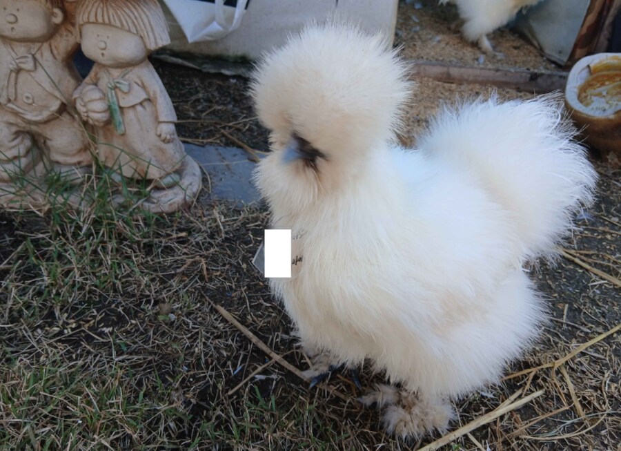 리노아 몰래 이름표붙은 닭들 올려야지_4.png