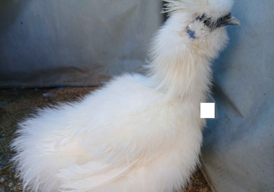 수녀님 몰래 이름표생긴 닭들 올리기_1.png