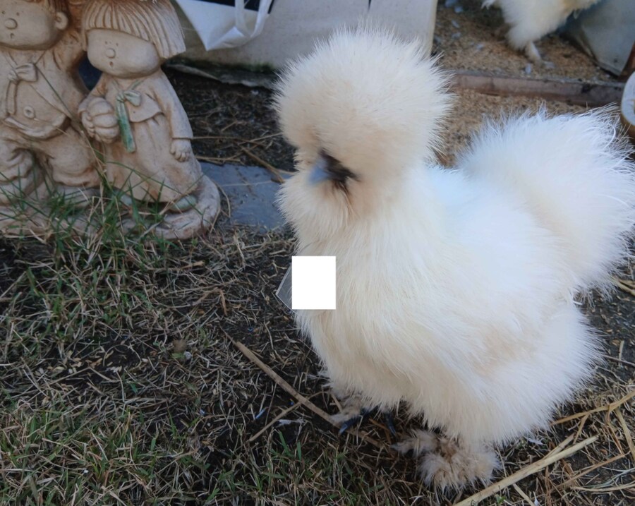 수녀님 몰래 이름표생긴 닭들 올리기_2.png