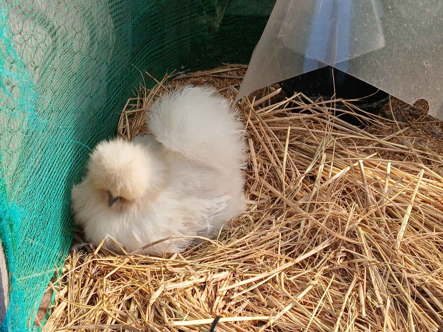 수녀님 몰래 이름표생긴 닭들 올리기_7.jpg