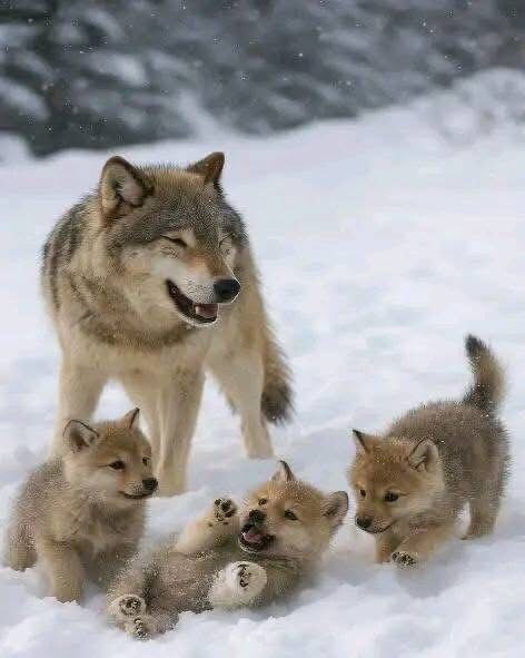 귀여운 산강아지.jpg_4.jpg