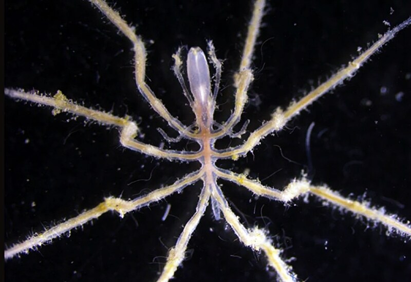 걸어다니는 내장_1.jpg