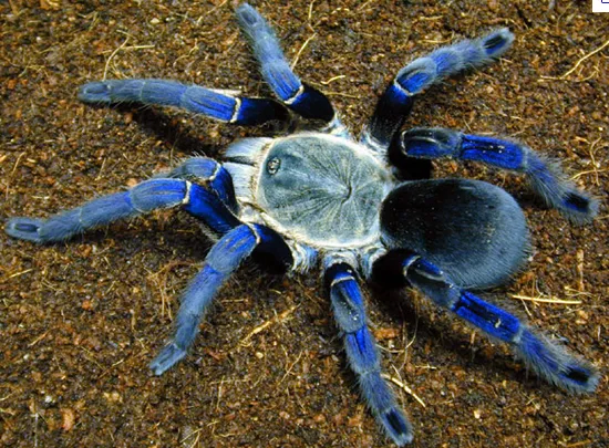 혐)거미의 독에 대한 오해_1.webp