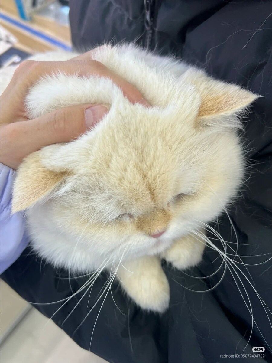 고양이 말랑말랑 폭신폭신 두피 🐈_1.jpg