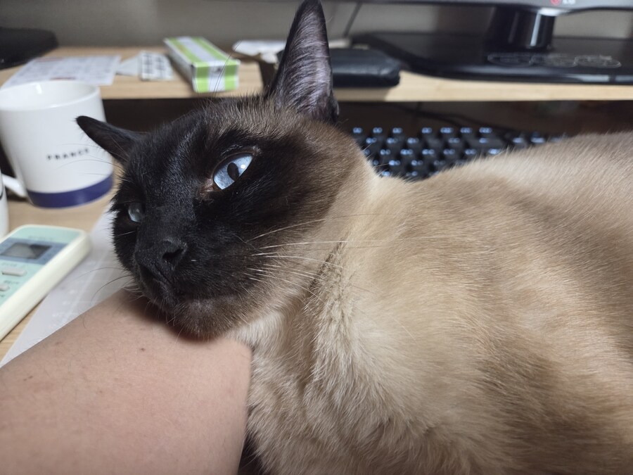 고양이 집사는 고양이 베개가 아니야!!!_6.jpg