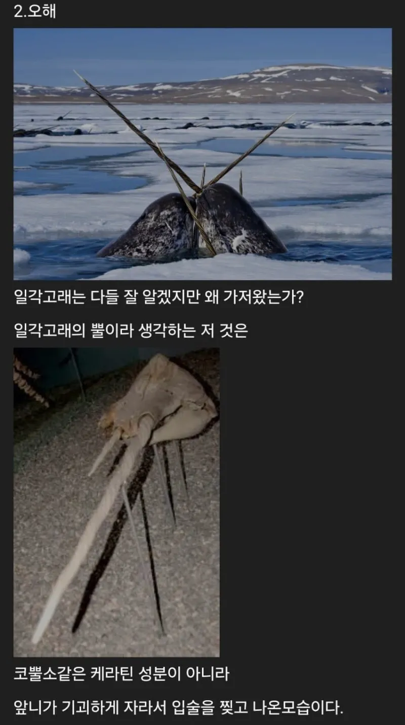 세계에 존재하는 신기한 생물들_2.webp