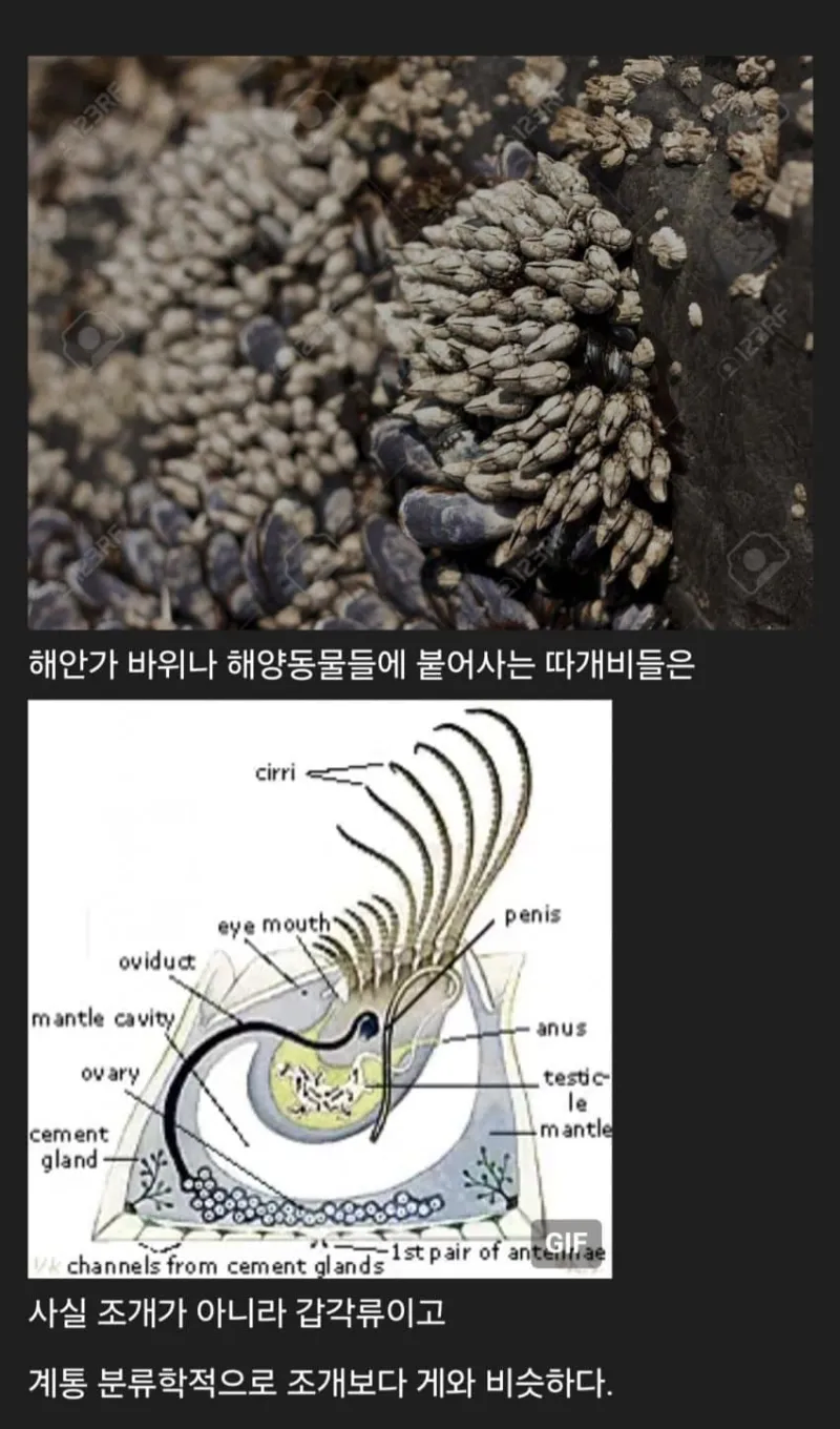 세계에 존재하는 신기한 생물들_3.webp