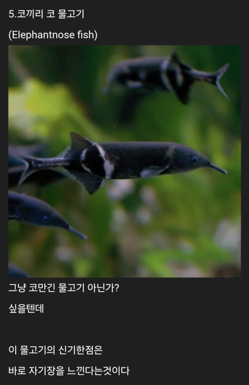 세계에 존재하는 신기한 생물들_7.webp