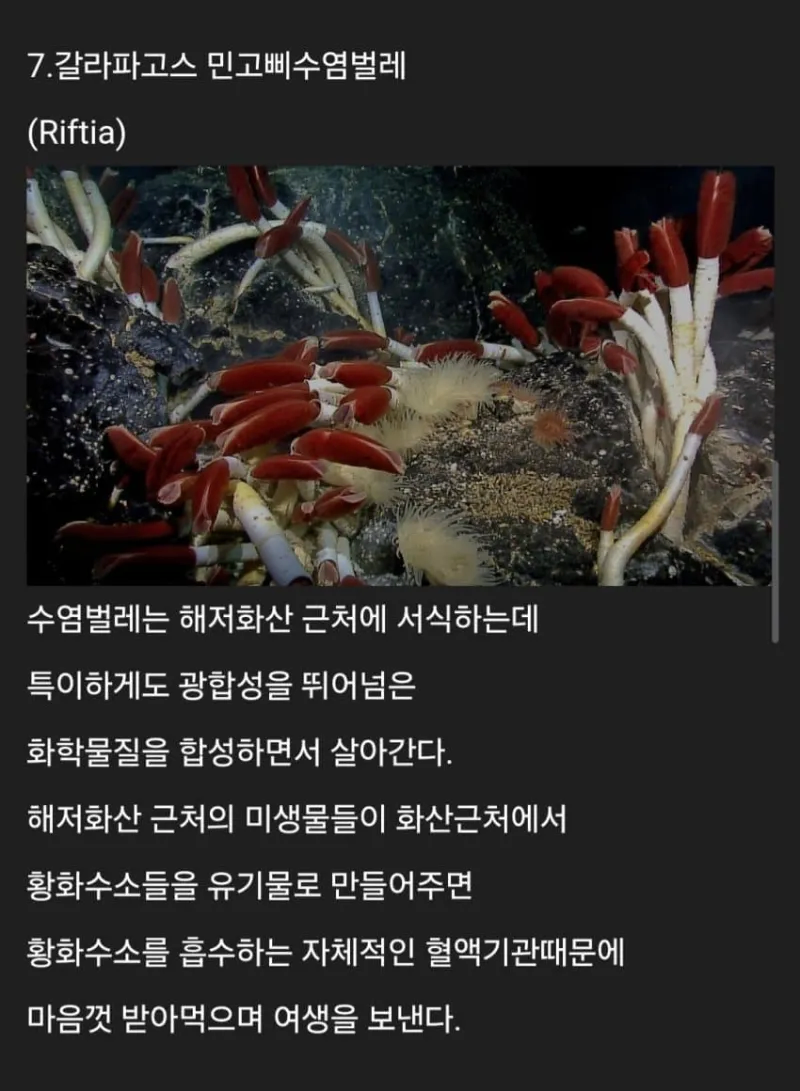 세계에 존재하는 신기한 생물들_13.webp