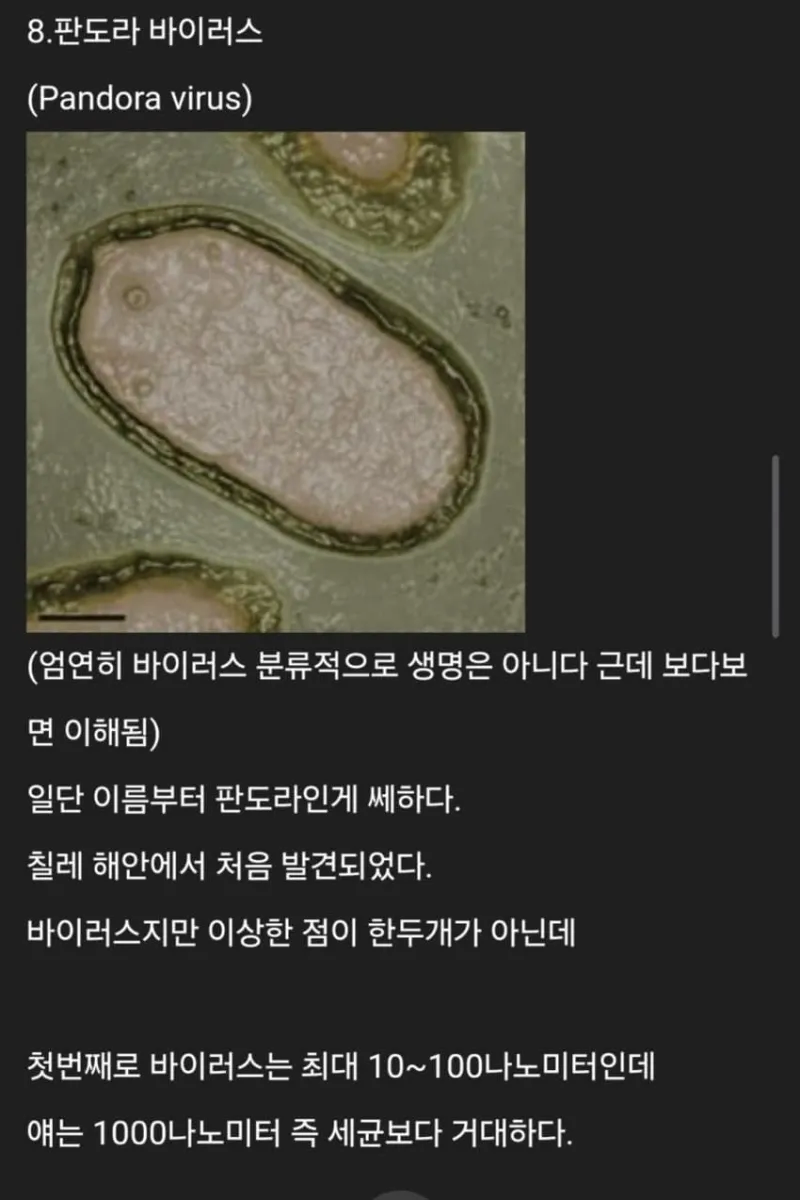 세계에 존재하는 신기한 생물들_14.webp