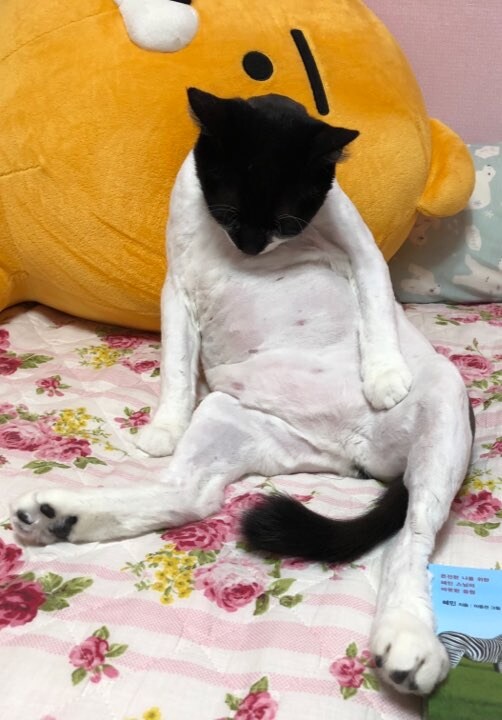 키우던 고양이가 무지개다리를 건넜습니다.._8.jpg