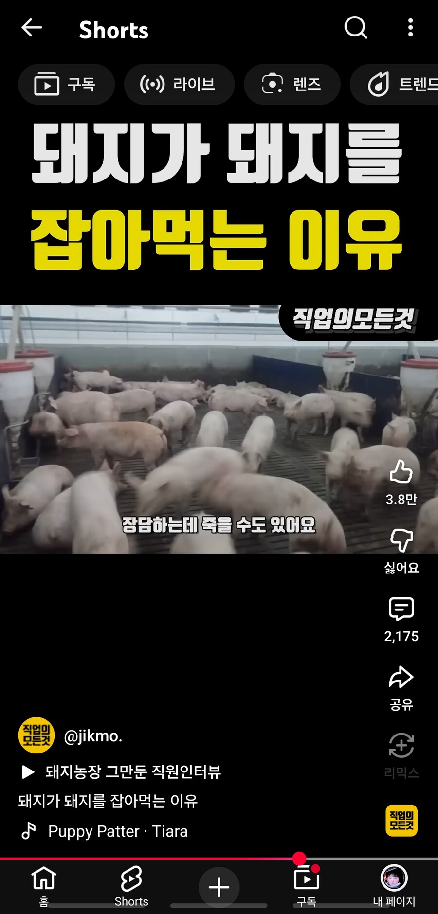 의외로 사람들이 잘 모르는 돼지의 위험성.jpg_8.jpg