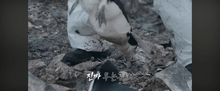 MBC) 는 남극의 눈물도 찍어본 방송국인데_1.jpg