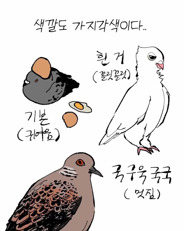 비둘기가 귀여운 만화_5.jpg