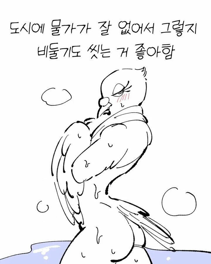비둘기가 귀여운 만화_10.jpg