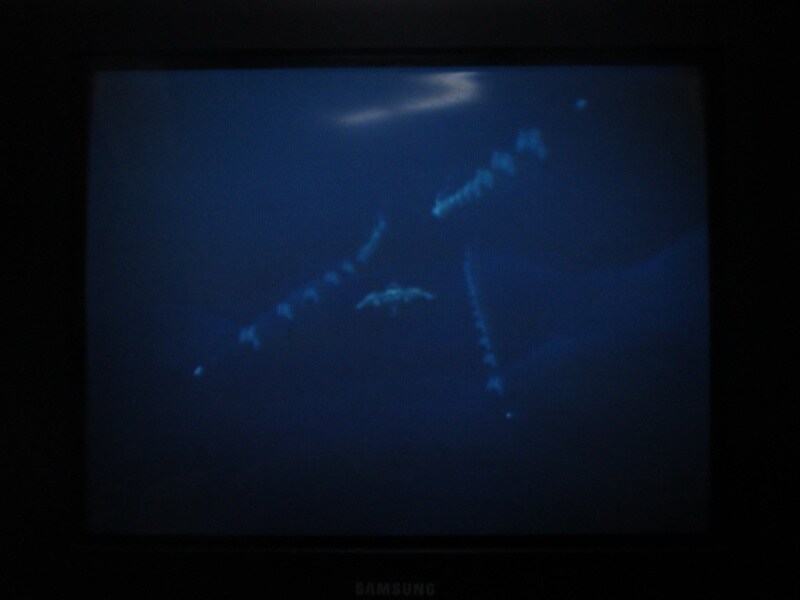 청의 6호 안타티카 (5)_24.jpg