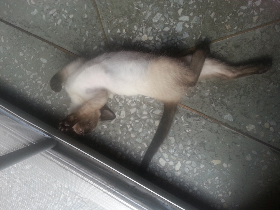 우리집 주인님 고양이별로 돌아 갔다._2.jpg