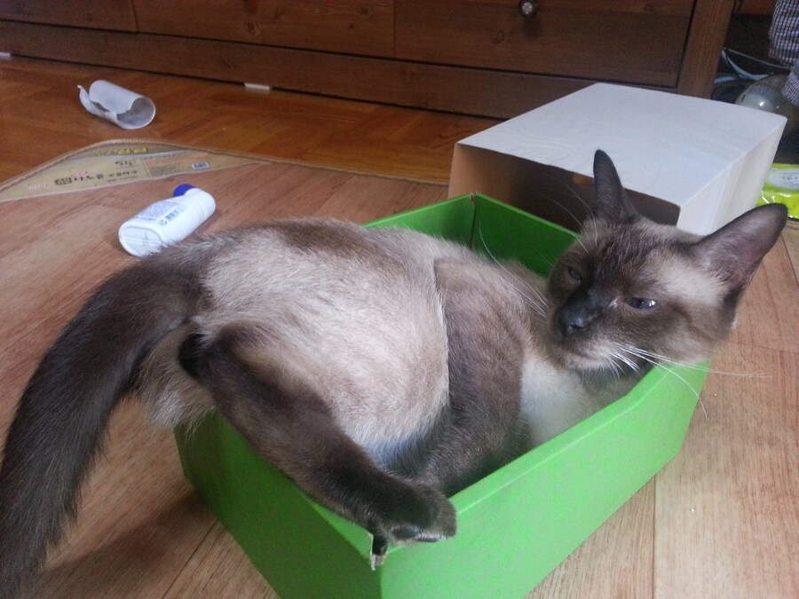 우리집 주인님 고양이별로 돌아 갔다._4.jpg