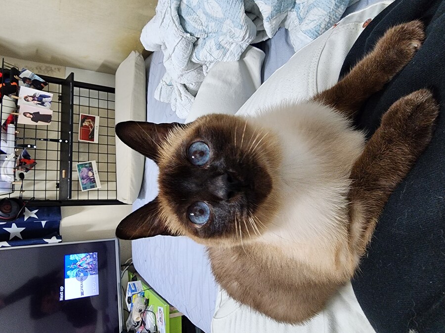 우리집 주인님 고양이별로 돌아 갔다._15.jpg