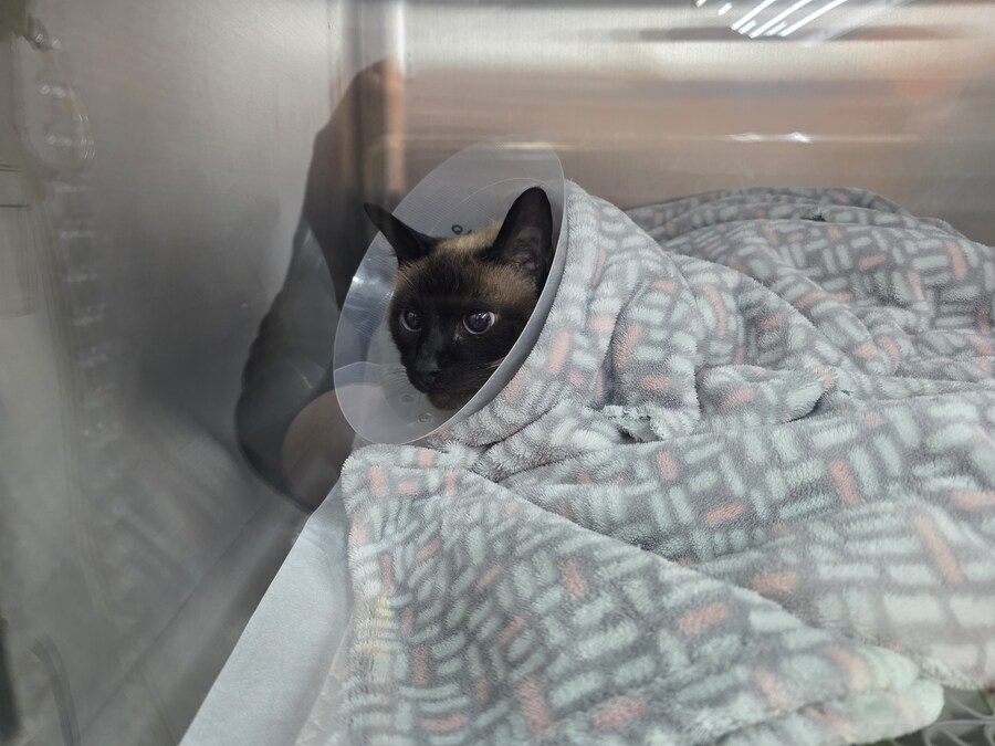 우리집 주인님 고양이별로 돌아 갔다._19.jpg