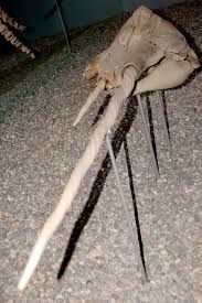 실제로 존재한다는 것이 신비한 세상의 생물들.jpg_3.jpg