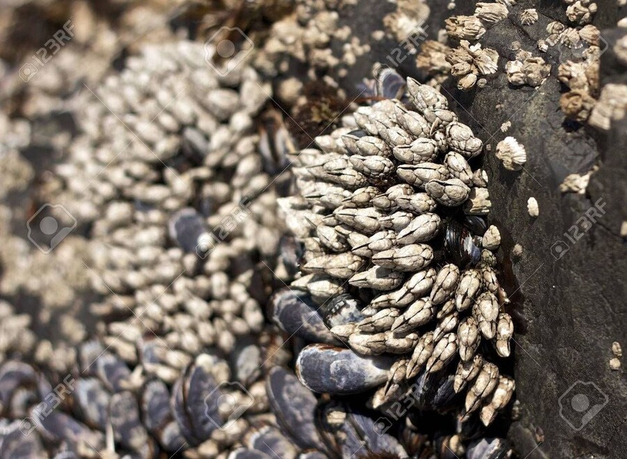 실제로 존재한다는 것이 신비한 세상의 생물들.jpg_4.jpg