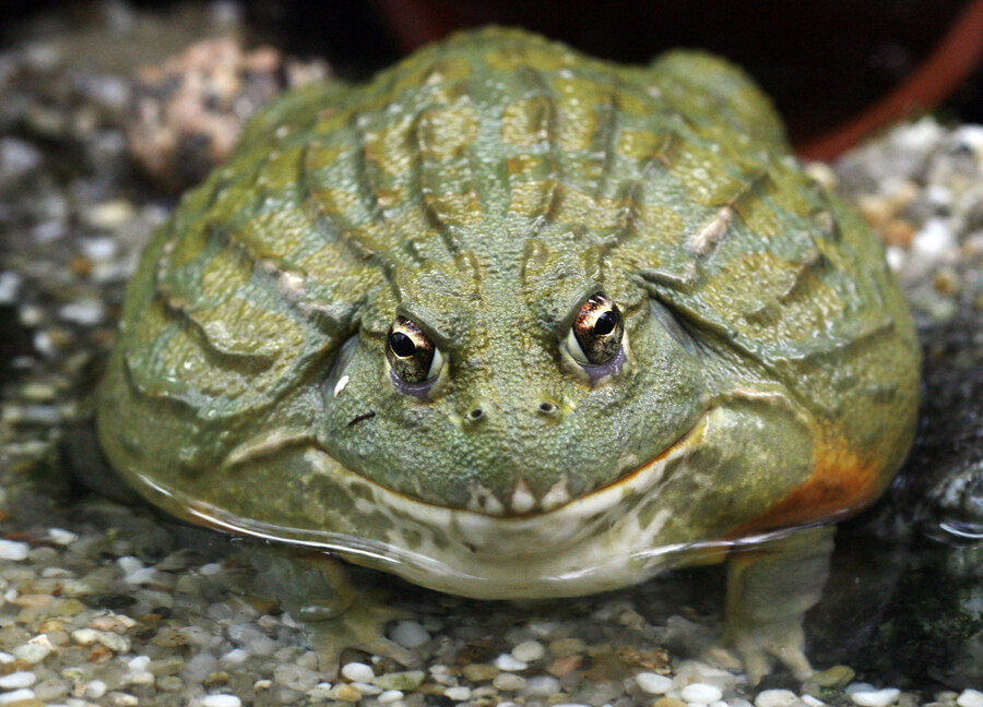 우리나라에서 어느순간 생태계 교란종 뉴스가 시들해진이유_1.jpg